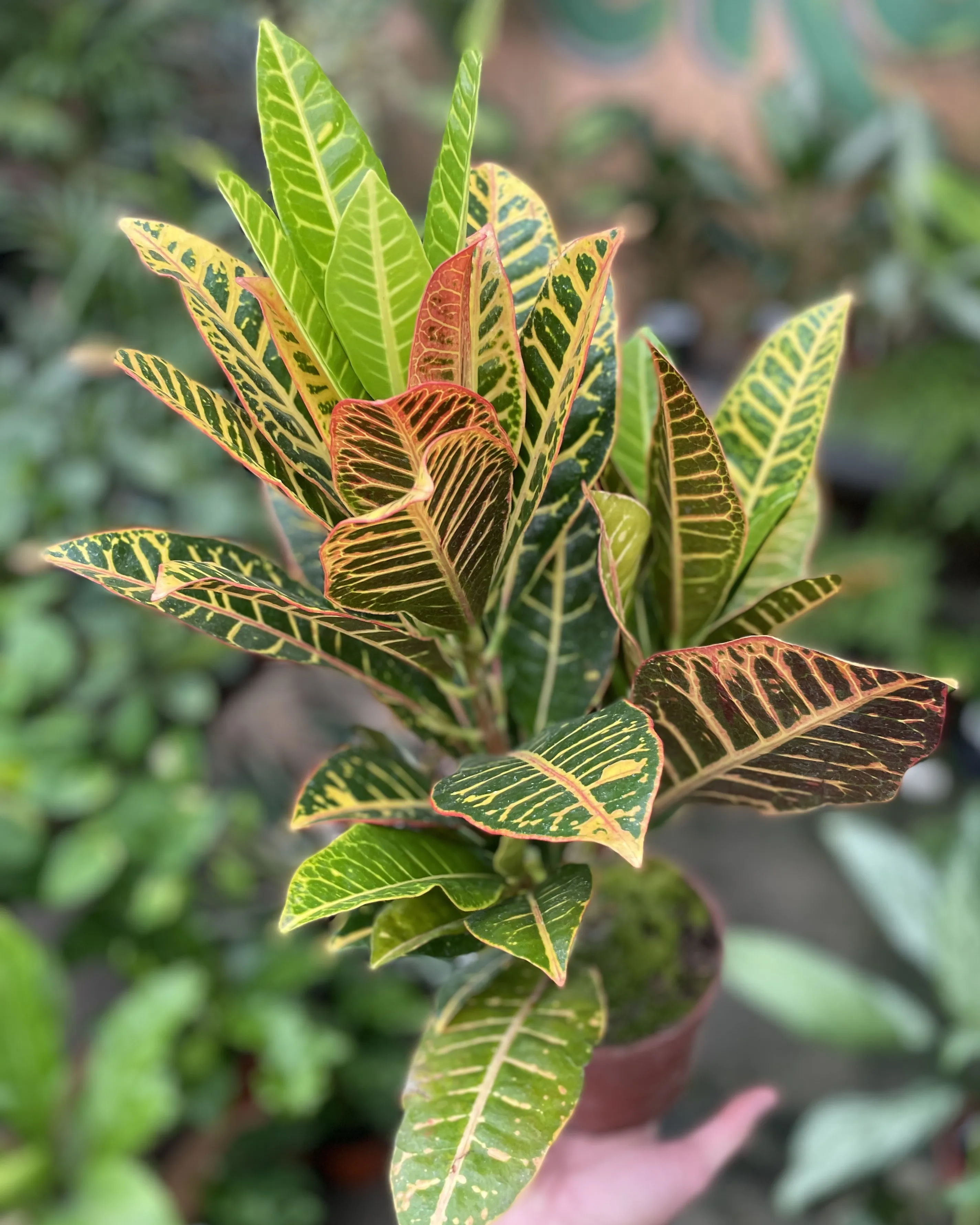 Croton híbrido